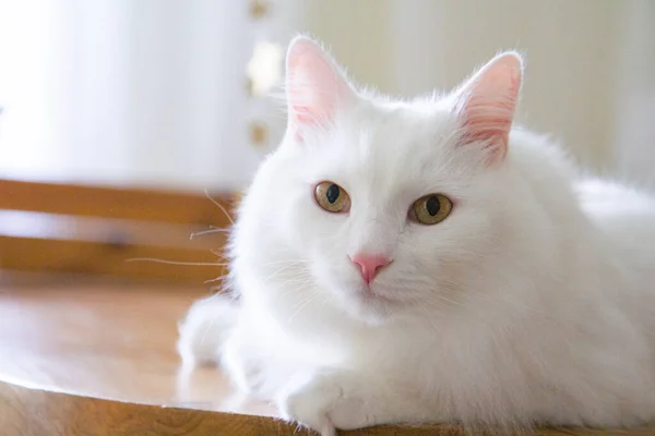 Білий Кіт Лежить Дерев Яному Столі Кухні — стокове фото