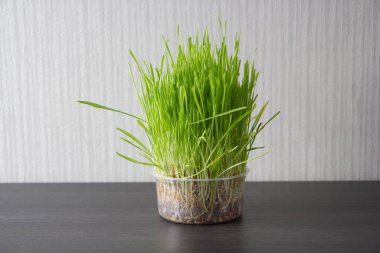 Masadaki plastik kalıpta yeşil çimenler