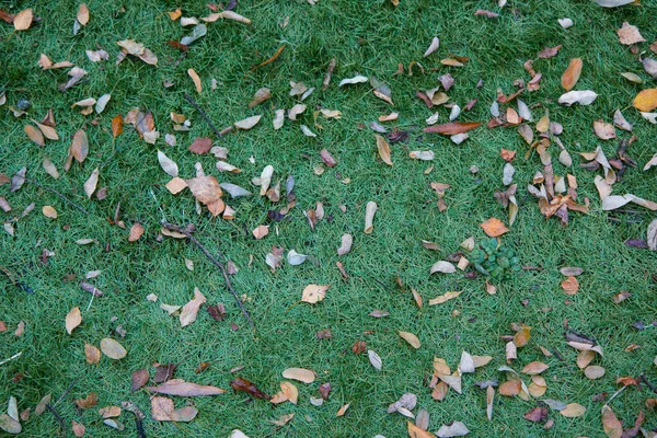 Gelbe Blätter Auf Grünem Gras — Stockfoto