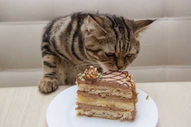 Tekir kedi beyaz bir tabakta bir parça kek yiyor.