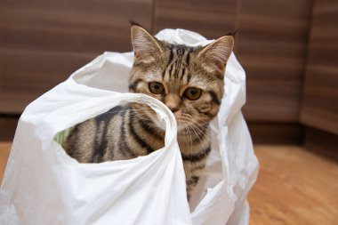 Tekir kedi beyaz bir çantada oturuyor.