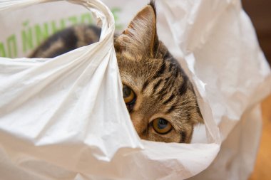 Tekir kedi beyaz bir çantada oturuyor.