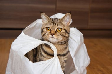 Tekir kedi beyaz bir çantada oturuyor.