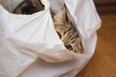 Tekir kedi beyaz bir çantada oturuyor.