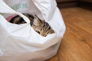 Tekir kedi beyaz bir çantada oturuyor.