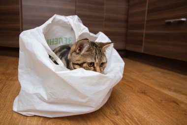 Tekir kedi beyaz bir çantada oturuyor.