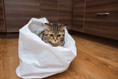 Tekir kedi beyaz bir çantada oturuyor.