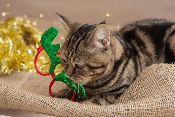 Tabby Katt Jul Inredning — Stockfoto