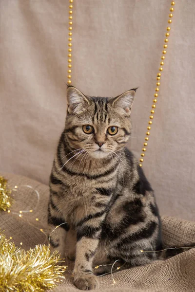 Gato Tabby Decoración Navidad — Foto de Stock