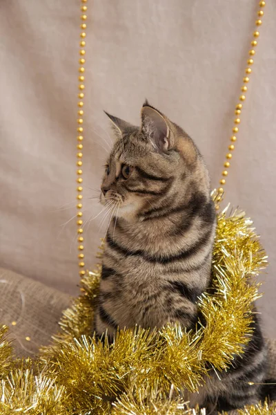 Tabby Γάτα Στη Διακόσμηση Των Χριστουγέννων — Φωτογραφία Αρχείου