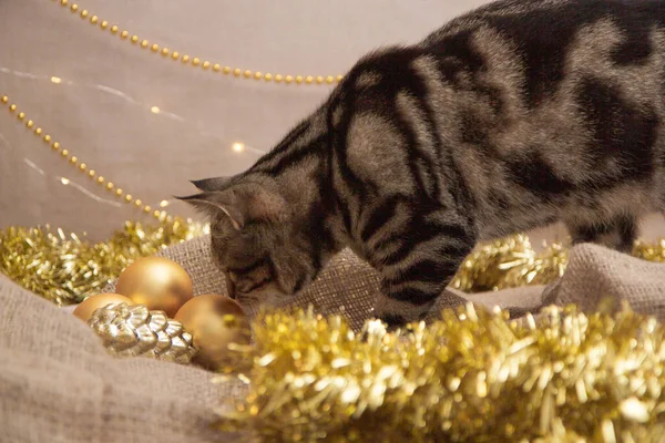 クリスマスの装飾のタビー猫 — ストック写真