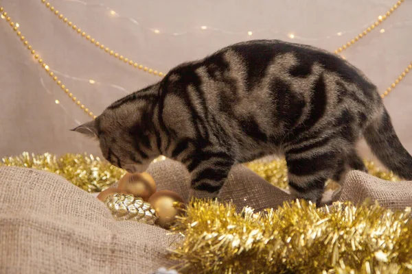 クリスマスの装飾のタビー猫 — ストック写真