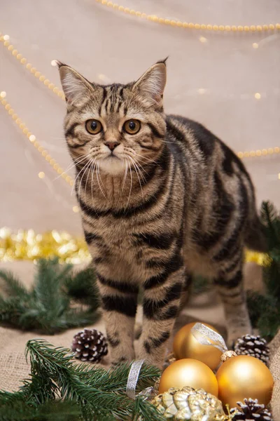 Tabby Cat Christmas Decor — Stock fotografie