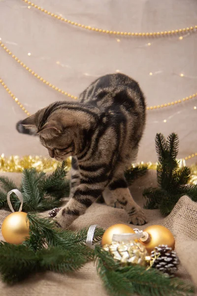 Tabby Cat Christmas Decor — Stock fotografie