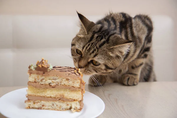 Tekir kedi beyaz bir tabakta bir parça kek yiyor.