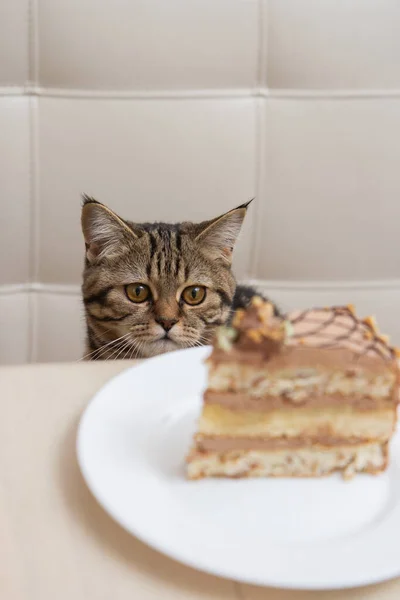 Tabby Kot Zjada Kawałek Ciasta Białym Talerzu — Zdjęcie stockowe