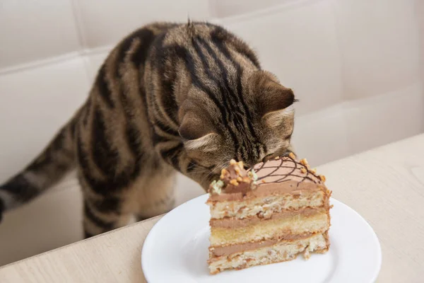 stock image tabby cat eats a piece of cake on a white plate