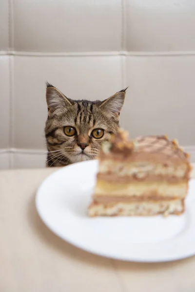Tabby Kot Zjada Kawałek Ciasta Białym Talerzu — Zdjęcie stockowe