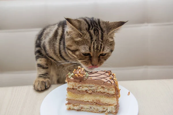 stock image tabby cat eats a piece of cake on a white plate