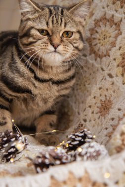 Kedi, koni ve Noel oyuncaklarının yanında bir yatakta oturur.