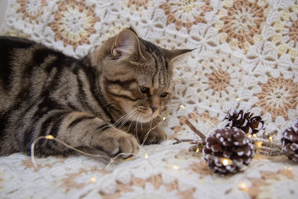 Kočka Sedí Posteli Vedle Kuželů Vánočních Hraček — Stock fotografie