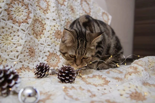 小猫坐在新年玩具旁边的床上 — 图库照片