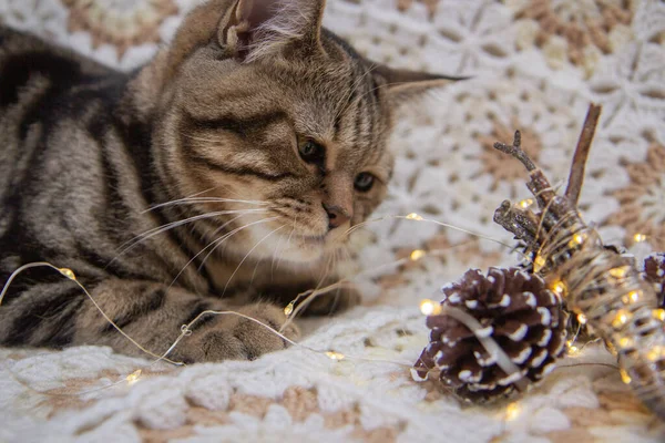 コーンやクリスマスのおもちゃの隣のベッドに猫が座り — ストック写真