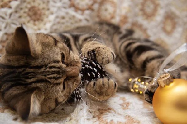Kočka Hraje Vánoční Hračky Posteli — Stock fotografie