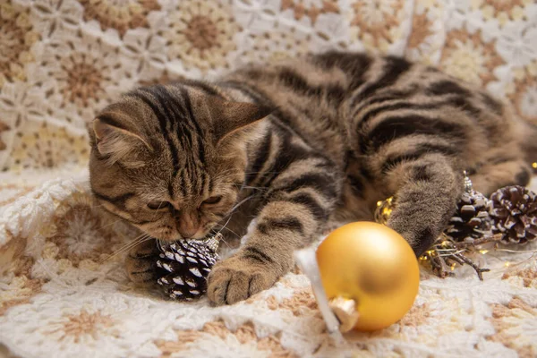 猫はベッドの上でクリスマスのおもちゃで遊ぶ — ストック写真