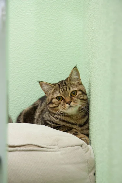 Striped Cat Lies Pillow — Stock Photo, Image