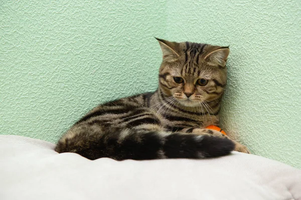 Полосатая Кошка Лежит Подушке — стоковое фото