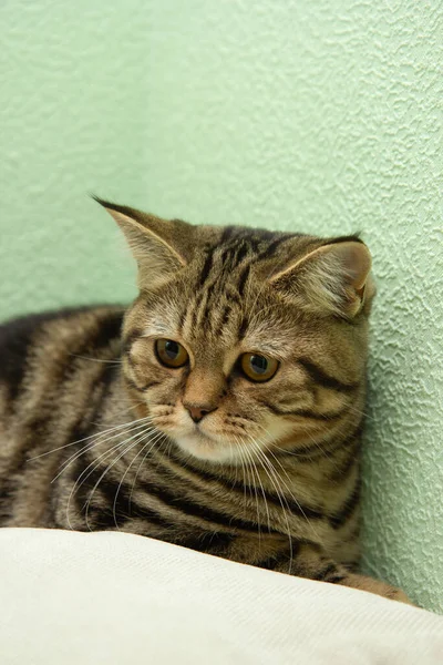 Ριγέ Γάτα Βρίσκεται Ένα Μαξιλάρι — Φωτογραφία Αρχείου