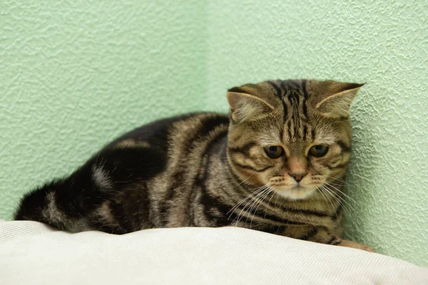 Полосатая Кошка Лежит Подушке — стоковое фото