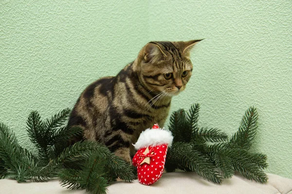 Gato Senta Lado Árvore Natal — Fotografia de Stock