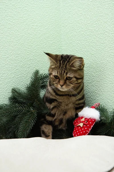 Kočka Sedí Vedle Vánočního Stromku — Stock fotografie