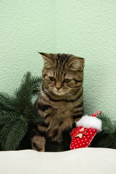 Cat Sits Next Christmas Tree — Stock Photo, Image