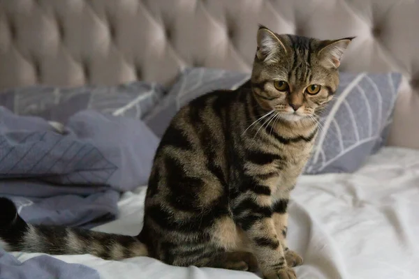 Сердитая Кошка Сидящая Кровати — стоковое фото