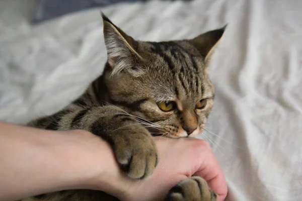 Сердитий Кіт Сидить Ліжку — стокове фото