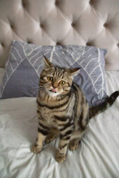 Сердитая Кошка Сидящая Кровати — стоковое фото
