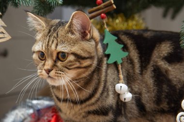 Kedi yavrusu ağacın altında Noel oyuncaklarıyla oynuyor.