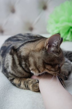 the cat rests its paws on the face of the child