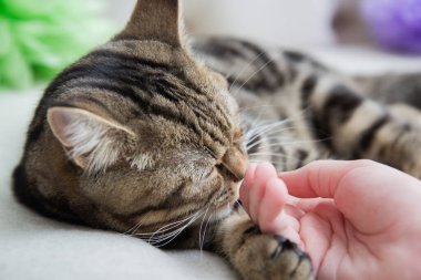 the cat rests its paws on the face of the child