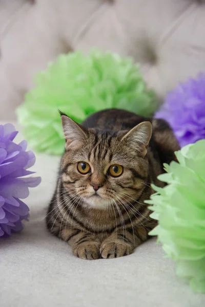 portrait of a cat with flowers on the bed