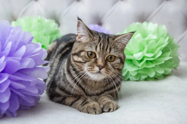 portrait of a cat with flowers on the bed