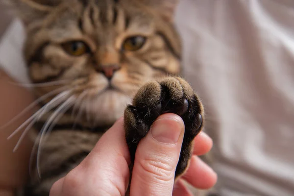 cat\'s paw in hand, portrait of a cat