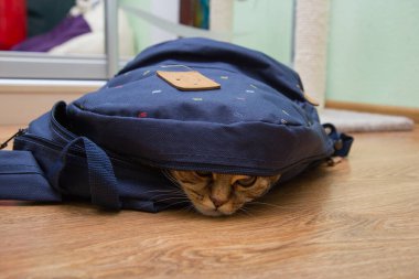 Kedi yavrusu çantasından dışarı bakar. Odada yerde yatar.