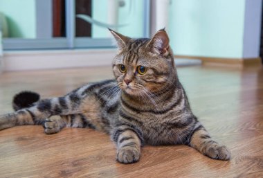 Tekir kedi zarif bir şekilde yerde yatıyor, İskoç dümdüz.