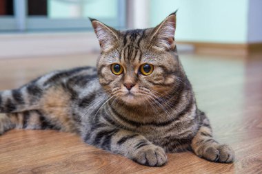 Tekir kedi zarif bir şekilde yerde yatıyor, İskoç dümdüz.