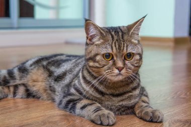 Tekir kedi zarif bir şekilde yerde yatıyor, İskoç dümdüz.