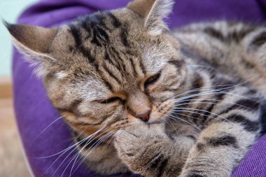 Tatlı kedi kendini yıkıyor, pembe kedi dili.